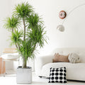 Indoor Multi-Heads Frangrant Dracaena Compacta Plant Garden Plus