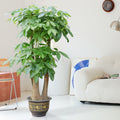 Indoor Pachira Aquatica (Money Tree) Garden Plus