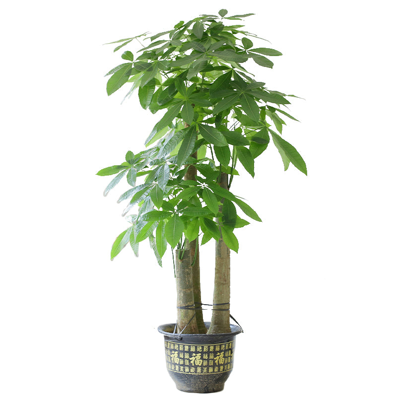 Indoor Pachira Aquatica (Money Tree) Garden Plus