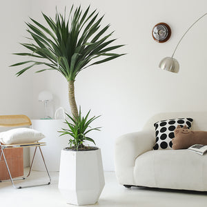 Indoor Dutch Iron Dracaena Plant Garden Plus