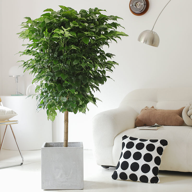 Indoor Radermachera Sinica Plant (Happiness Tree) Garden Plus