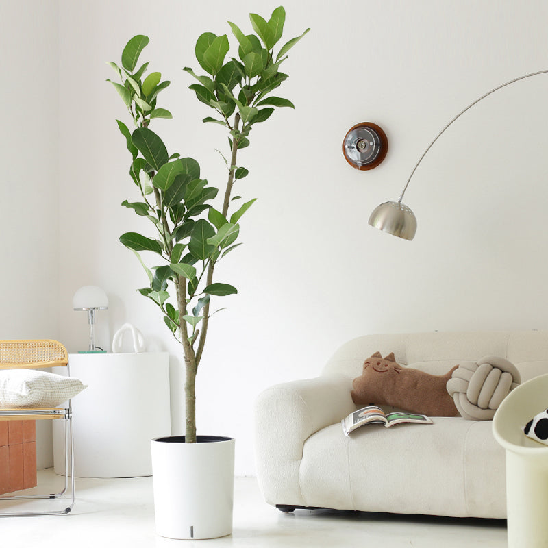 Indoor Ficus Altissima Plant Garden Plus