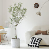 Indoor Olive Tree Plant (Olea Europaea) Garden Plus