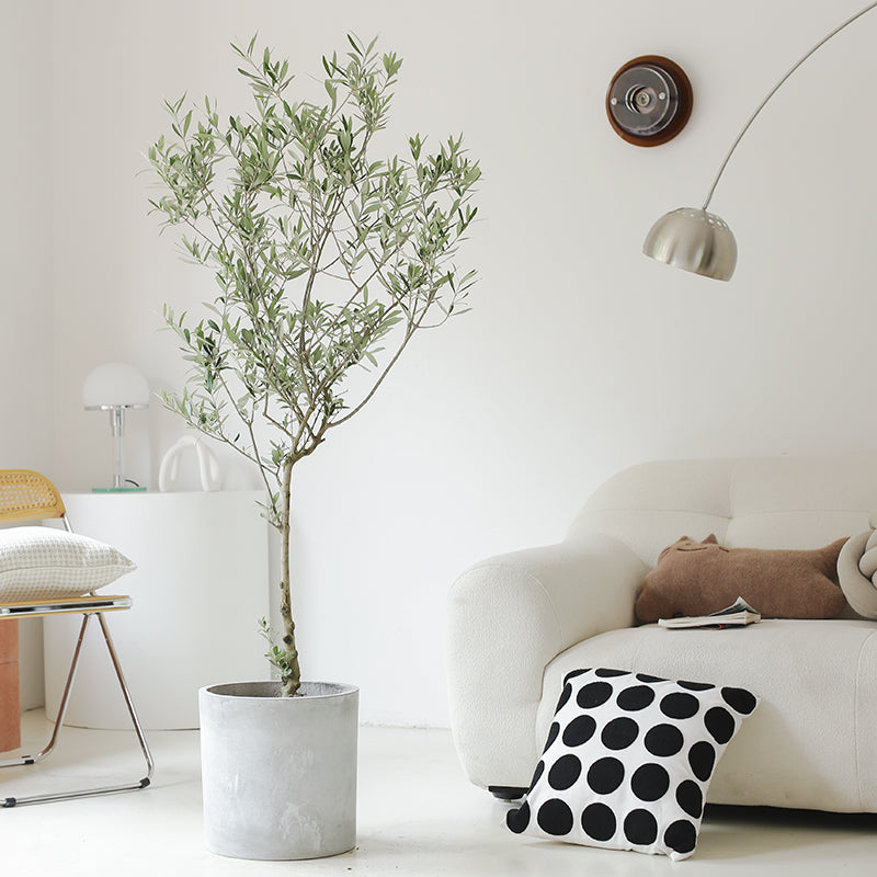 Indoor Olive Tree Plant (Olea Europaea) Garden Plus