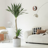 Indoor Dutch Iron Dracaena Plant Garden Plus