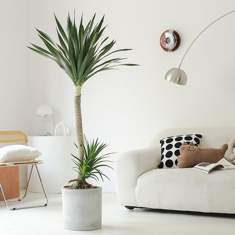 Indoor Dutch Iron Dracaena Plant Garden Plus