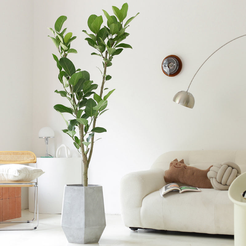 Indoor Ficus Altissima Plant Garden Plus