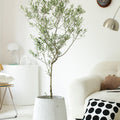 Indoor Olive Tree Plant (Olea Europaea) Garden Plus