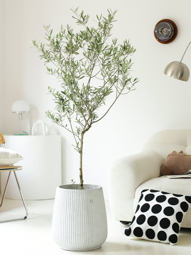 Indoor Olive Tree Plant (Olea Europaea) Garden Plus