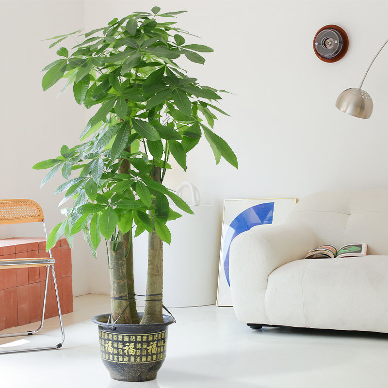money tree hk Indoor Pachira Aquatica (Money Tree) Garden Plus