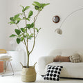 Indoor Ficus Altissima Plant Garden Plus