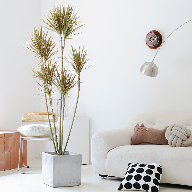 Indoor Multi-Head Dracaena Marginata Plant (Dragon Tree) Garden Plus