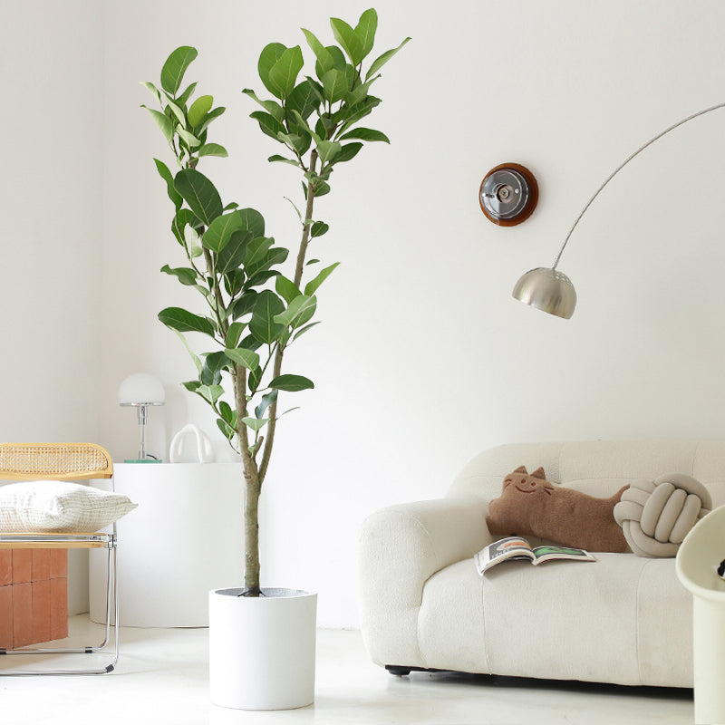 Indoor Ficus Altissima Plant Garden Plus