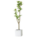 Indoor Ficus Altissima Plant Garden Plus