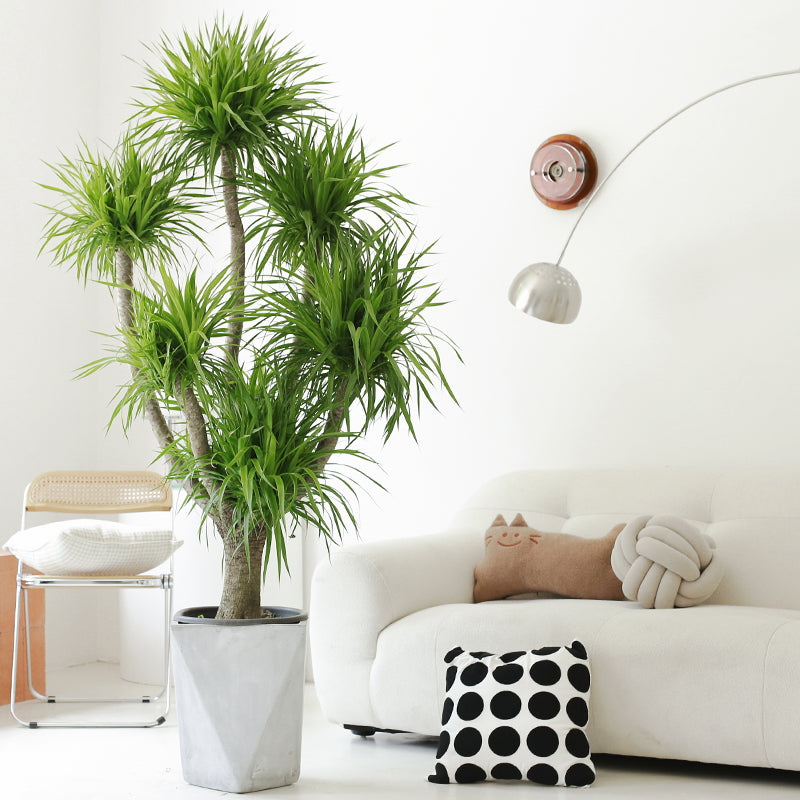 Indoor Multi-Heads Frangrant Dracaena Compacta Plant Garden Plus