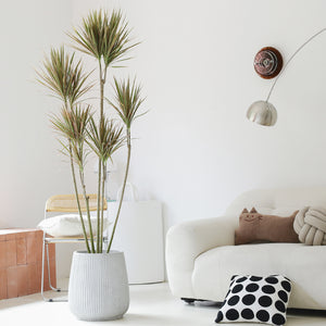 Indoor Multi-Head Dracaena Marginata Plant (Dragon Tree) Garden Plus