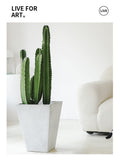 Indoor Succulent Cereus Plant Garden Plus