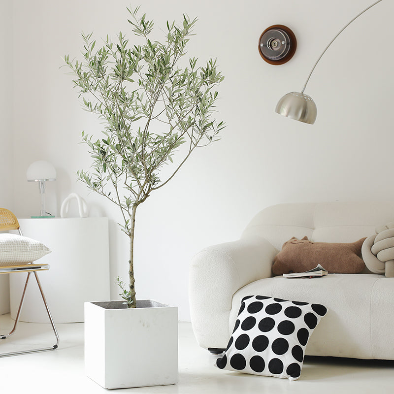 Indoor Olive Tree Plant (Olea Europaea) Garden Plus