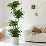 Indoor Radermachera Sinica Plant (Happiness Tree) Garden Plus