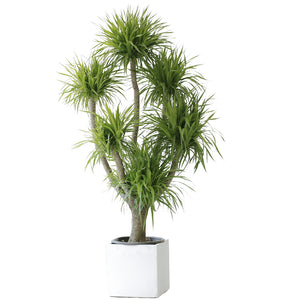 Indoor Multi-Heads Frangrant Dracaena Compacta Plant Garden Plus