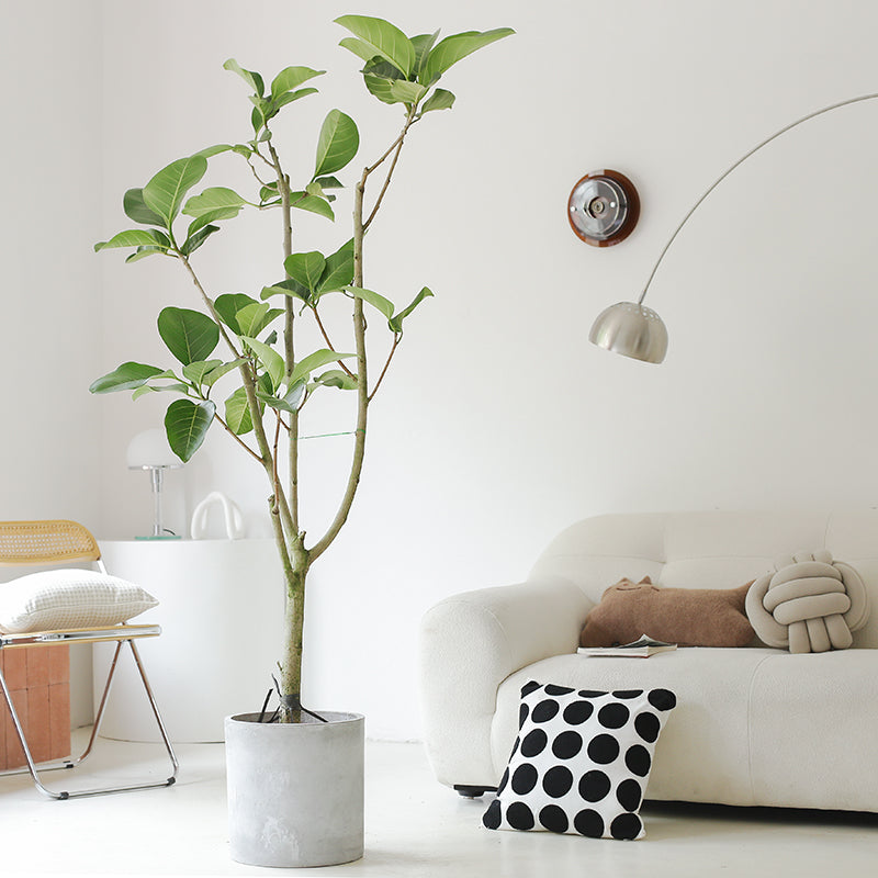 Indoor Ficus Altissima Plant Garden Plus