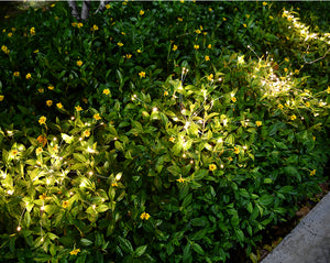 Solar Fireworks Hanging Light Garden Plus