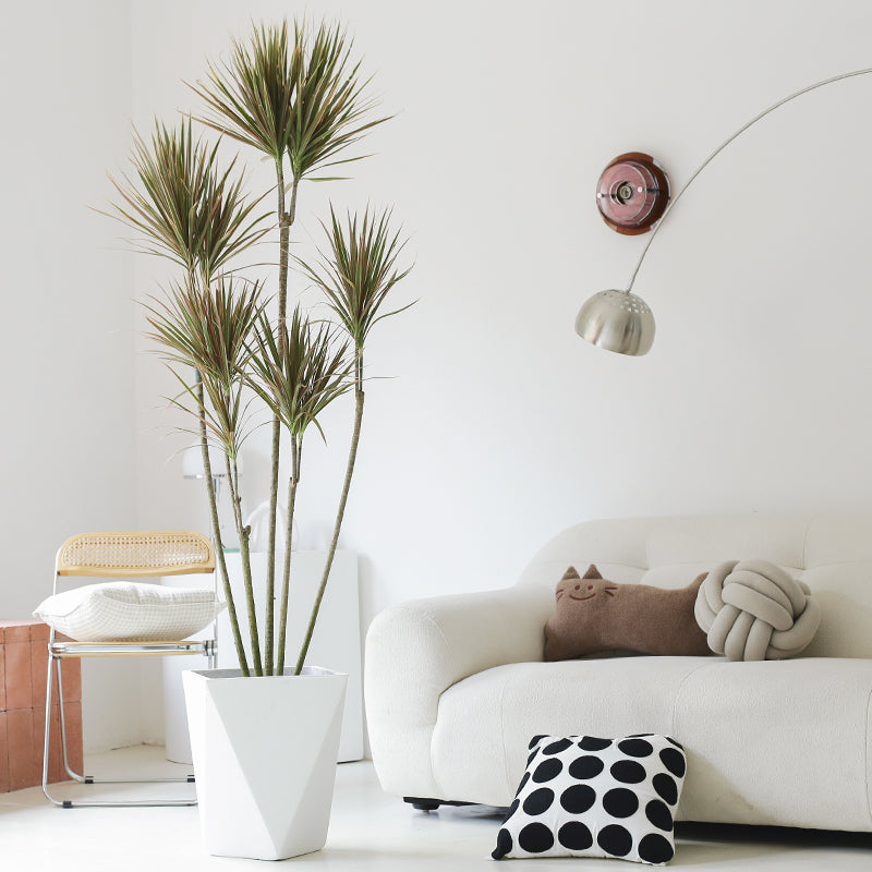 Indoor Multi-Head Dracaena Marginata Plant (Dragon Tree) Garden Plus