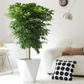 Indoor Radermachera Sinica Plant (Happiness Tree) Garden Plus