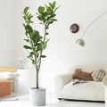 Indoor Ficus Altissima Plant Garden Plus