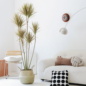 Indoor Multi-Head Dracaena Marginata Plant (Dragon Tree) Garden Plus