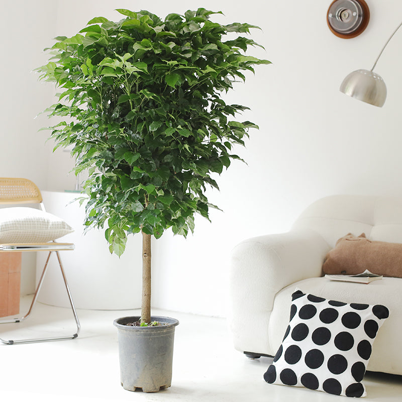 Indoor Radermachera Sinica Plant (Happiness Tree) Garden Plus