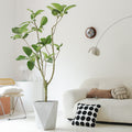 Indoor Ficus Altissima Plant Garden Plus