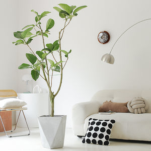 Indoor Ficus Altissima Plant Garden Plus