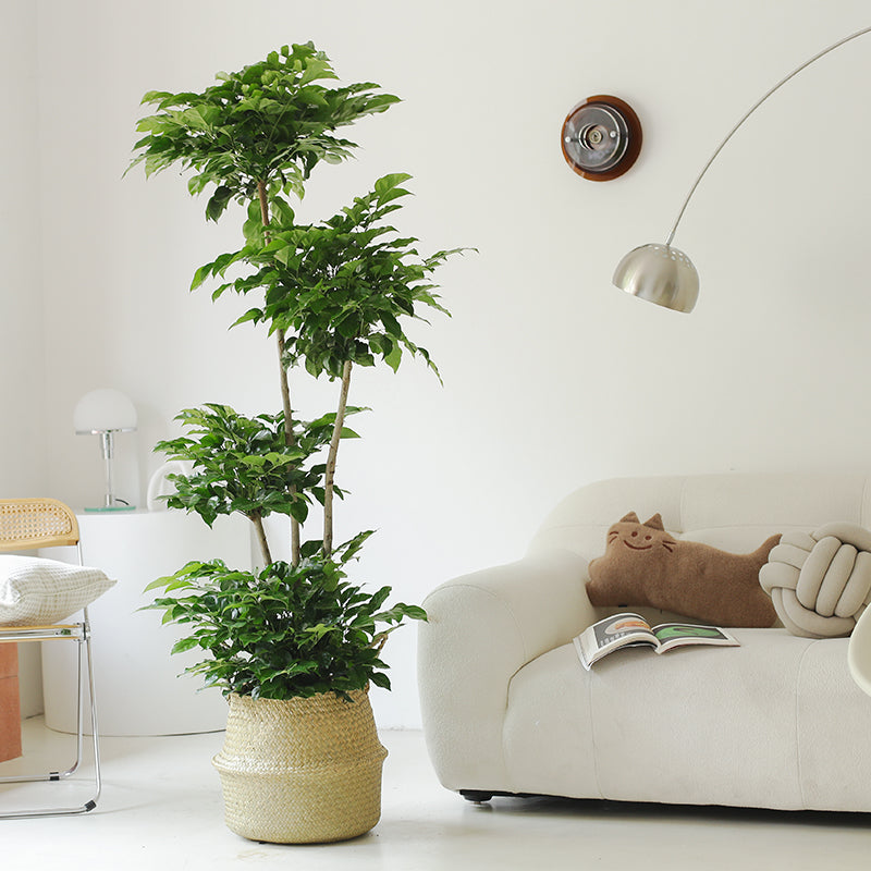 Indoor Radermachera Sinica Plant (Happiness Tree) Garden Plus