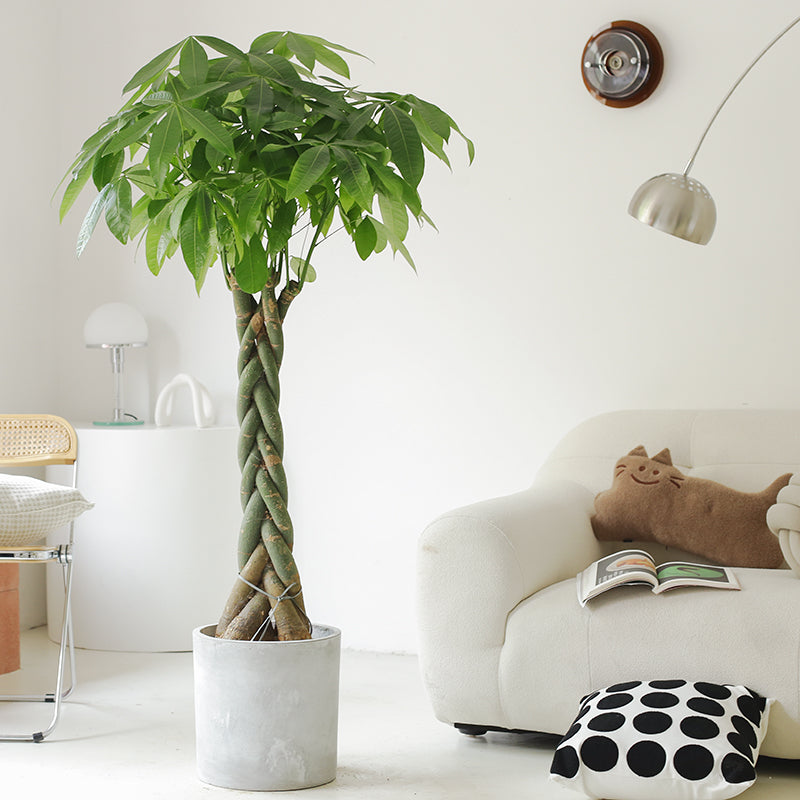 twisted money tree Indoor Twisted Stem Pachira Aquatica Plant (Ausipicous Money Plant) Garden Plus
