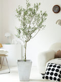 Indoor Olive Tree Plant (Olea Europaea) Garden Plus