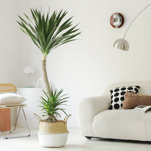 Indoor Dutch Iron Dracaena Plant Garden Plus