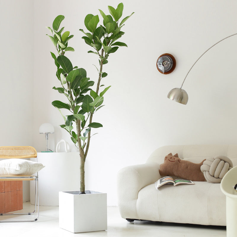 Indoor Ficus Altissima Plant Garden Plus