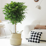 Indoor Radermachera Sinica Plant (Happiness Tree) Garden Plus