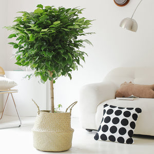 Indoor Radermachera Sinica Plant (Happiness Tree) Garden Plus