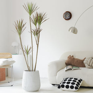 Indoor Multi-Head Dracaena Marginata Plant (Dragon Tree) Garden Plus