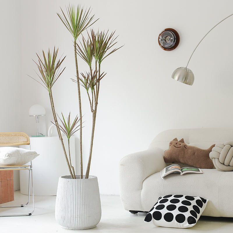 Indoor Multi-Head Dracaena Marginata Plant (Dragon Tree) Garden Plus