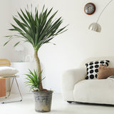 Indoor Dutch Iron Dracaena Plant Garden Plus