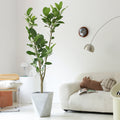 Indoor Ficus Altissima Plant Garden Plus