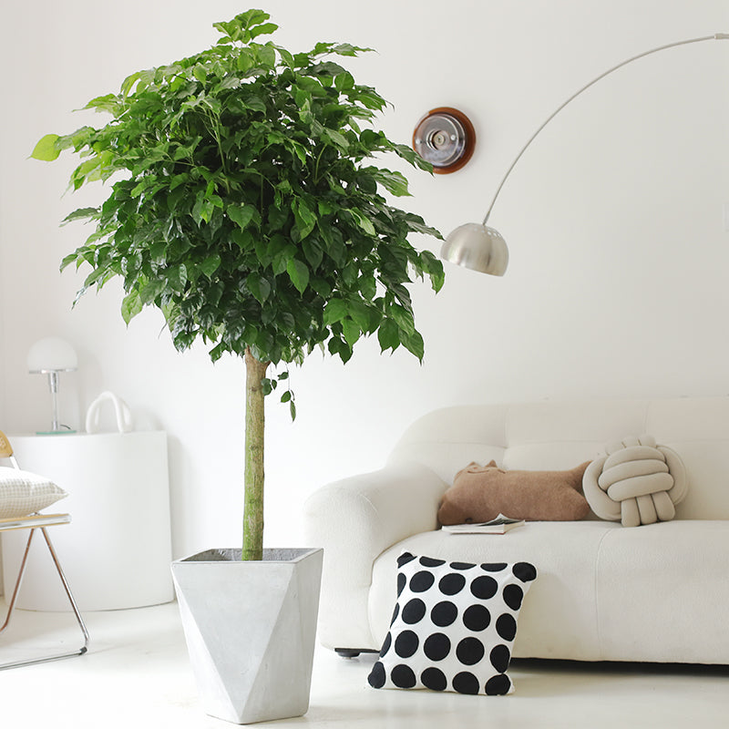 Indoor Radermachera Sinica Plant (Happiness Tree) Garden Plus