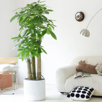 Indoor Pachira Aquatica (Money Tree)
