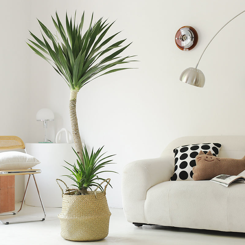 Indoor Dutch Iron Dracaena Plant Garden Plus