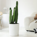 Indoor Succulent Cereus Plant Garden Plus