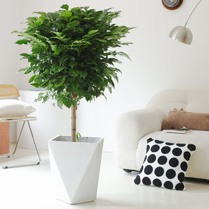 Indoor Radermachera Sinica Plant (Happiness Tree) Garden Plus