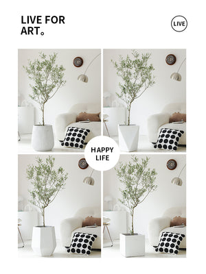 Indoor Olive Tree Plant (Olea Europaea) Garden Plus